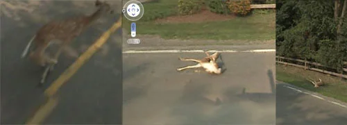 Hjort påkörd av Googles bil